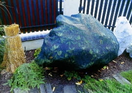 Zimozielone krzewy liściaste lepiej znoszą mroźną zimę, rosnąc w półcieniu. Jeśli mają słoneczne stanowiska, lepiej je okryć