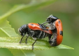 Moszenica czterokropka