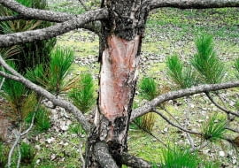 <Samsung NV3, Samsung VLUU NV3>