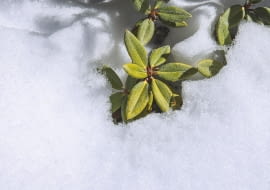 DOBRĄ OSŁONĄ przed mrozem jest dla młodych roślin kołderka ze śniegu.