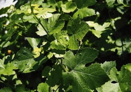 ROSLINY WINOROSL VITIS - SZKODNIK SZPECIEL PILSNIOWIEC FOT. GABRIEL LABANOWSKI PUBLIKACJA KWIETNIK NR 3 (147) - 3 2007 - KLINIKA ROSLIN SLOWA KLUCZOWE: ROSLINY SZKODNIKI