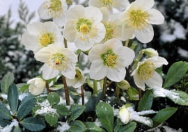 CIEMIERNIK BIAŁY wychyla kwiaty spod śniegu, który do pewnego stopnia chroni roślinę przed mrozem