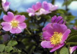 Róża dzika kwitnie obficie w maju i czerwcu