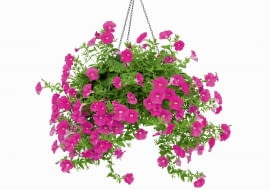 Balkon, z którego kolorową falą spływa bujny gąszcz kwiatów, z pewnością zwróci uwagę każdego przechodnia. <BR /> BALKONY. Surfinia jest obsypana okazałymi kwiatami w różnych kolorach - od bieli po granat; niektóre odmiany, przeważnie fioletowe, przyjemnie pachną. Dobrze rośnie w pełnym słońcu i w żyznej ziemi. Nie można zaniedbać nawożenia ani podlewania (podczas upałów nawet dwa razy dziennie), bo raz raz zasuszona padnie ofiarą chorób i szkodników. Źle znosi opady i wiatr, nie nadaje się więc na wysoko położone balkony, narażone na silne podmuchy.