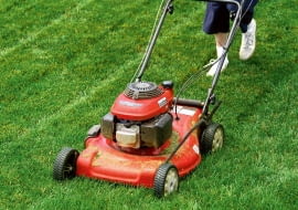 Murawę warto przycinać co kilka dni, by była młoda i delikatna, a po koszeniu pozostawało jej niewiele
