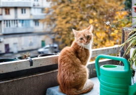 kot na balkonie