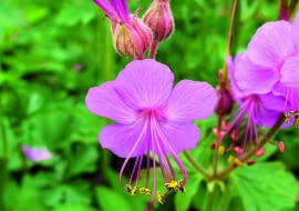 Wiosna: Bodziszek na nowo się zazielenia, a w maju rozwija karminowo-fioletowe kwiatki (o średnicy ok. 2,5 cm) z uroczymi długimi pręcikami.