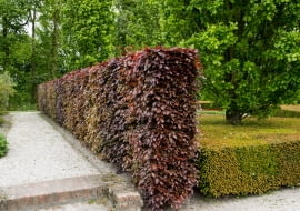 Buk czerwony - żywopłot