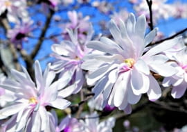 magnolia, w ogrodzie, krzewy, rośliny ogrodowe