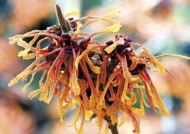 Hamamelis x intermedia 'Aphrodite'