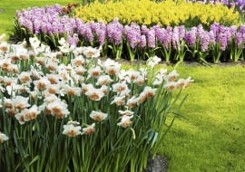 Kwiaty cebulowe najlepiej sadzić w grupach. Im większych, tym lepiej
