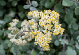 Kocanka włochata (Helichrysum petiolare)