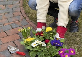 Wiosenne gatunki, które w pełnym rozkwicie trafiają do sprzedaży, warto wysadzić w ogrodzie, np. wzdłuż ścieżki przy domu.