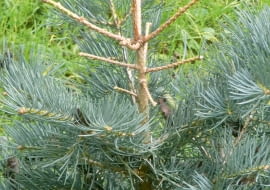 Ten młody świerk stracił latem igły na głównym pędzie i kilku odrostach.