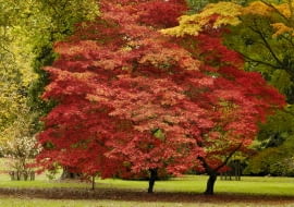 Klony orientalne, klon palmowy, klon japoński