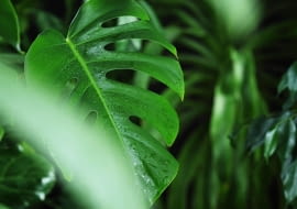 Krople na liściach Monstery