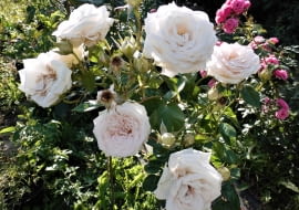 Róża wielkokwiatowa 'MADAME ANISETTE'