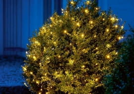 Obsypana diodami korona strzyżonego w kulę bukszpanu wygląda, jakby obsiadły ją świetliki.