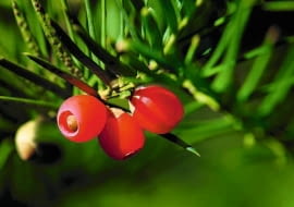 Nasiona cisu (w czerwonych osnówkach) kiełkują najlepiej, gdy przejdą przez układ pokarmowy ptaka i poddane zostaną działaniu soków trawiennych.