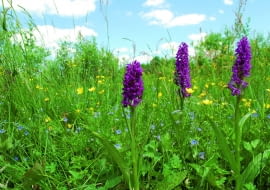 Kukułki na stanowisku naturalnym - ich siedlisko to podmokła łąka i dużo światła