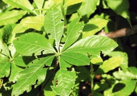 Chrząszcz opuchlak truskawkowca zjada liście azalii