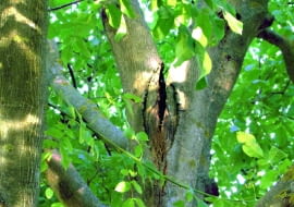 Ciągle pogłębiające się pęknięcie pomiędzy dużymi konarami grozi wyłamaniem jednego z nich, a nawet obu.