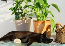 rośliny trujące dla kota