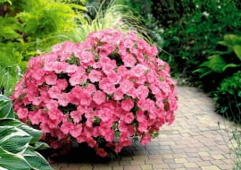 petunia, balkon, taras,kwiaty na balkon