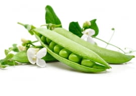Zielonym groszkiem nazywane sa odmiany groszku łuskowego