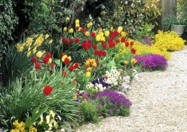 Colourful spring border with Tulipa, Narcissus and Alyssum