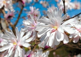 Magnolia gwiździsta 'Rosea'