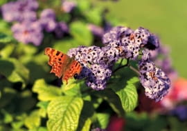 Heliotrop. Tworzy płaskie kwiatostany złożone z drobnych, silnie pachnących kwiatów. Może dorastać do około 70 cm. Potrzebuje dużo słońca i regularnego zasilania.