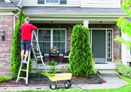 Skrócenie żywotnika o kilkadziesiąt centymetrów nie czyni mu szkody, ale większa ingerencja w kształt drzewa oszpeci je i osłabi.