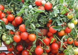 Jakie odmiany pomidorów wybrać?