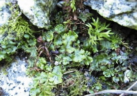 Plecha wątrobowców (rośliny te nie mają pędów ani liści) może po prostu zarosnąć niskie rośliny skalne.