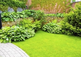 Okazałe byliny i krzewy same bronią się przed chwastami