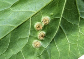 Rdza na liściach roślin