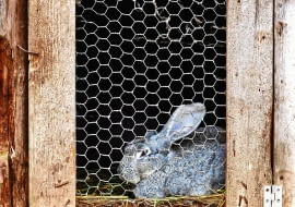 Nawet niewielka hodowla zwierząt gospodarskich nie może być uciążliwa dla sąsiadów.