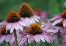 Jeżówka purpurowa (Echinacea purpurea)