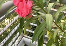 Kasia Milewska, Warszawa: Pelargonie obsypane kwiatami, koleusy o barwnych liściach, drzewko szczęścia i wiele aromatycznych ziół, a do tego (poniżej) dorodny oleander - taka roślinna oprawa odpowiada nie tylko nam, ale i naszym kotom.