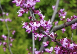 Judaszowiec kanadyjski