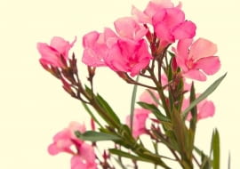 Chore oleandry - małe, okrągłe, czasem owalne plamy na liściach z szarym lub jasnobrązowym środkiem i ciemnym obrzeżeniem