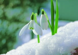 Zdarza się, że przebiśniegi mogą zakwitnąć już w lutym. Dlatego nazywane są zwiastunami wiosny