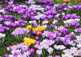 Krokusy na trawniku to piękny początek wiosny. Widok jak w górach. Z koszeniem takiego trawnika trzeba jednak poczekać, aż zżółkną listki krokusów