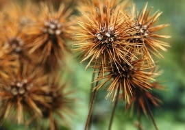 Acena drobnolistna 'Monstrosum'