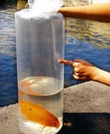 RYBA RYBY TRANSPORT RYB RYBA OZDOBNA WOREK FOLIOWY