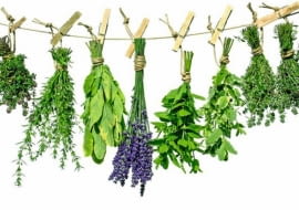 Zioła zbieramy przy suchej pogodzie w porze, gdy nie ma na nich rosy. Ścinamy zwykle zaczynające kwitnąć rośliny (bez stwardniałych dolnych pędów) i odrzucamy części chore lub opanowane przez szkodniki. Pędy wiążemy w pęczki, duże liście np. mięty, lepiej oberwać z łodyg. Aromatyczne zioła powinny schnąć w temp. 30-35oC w suchym, przewiewnym miejscu i osłonięte przed słońcem, np. rozłożone cienką warstwą (trzeba ją przewracać) lub rozwieszone na strychu. Gdy jest zimno i deszczowo, włóżmy je do piekarnika o temp. 30oC. Dobrze wysuszone łodygi łatwo łamią się, a liście kruszą. W zamkniętych naczyniach przechowujemy je do dwóch lat.