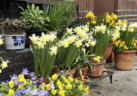 Mobilny wiosenny ogród na balkonie lub tarasie pełen narcyzów, bratków, cebulic i zawilców greckich.