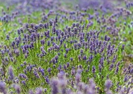 pielęgnacja lawendy