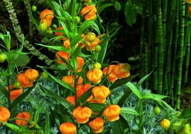 Sandersonia po angielsku zwana jest także złotą konwalią (Golden Lily of the Valley) albo chińskimi lampionami (Chinese Laterns).Flowering Sandersonia aurantiaca